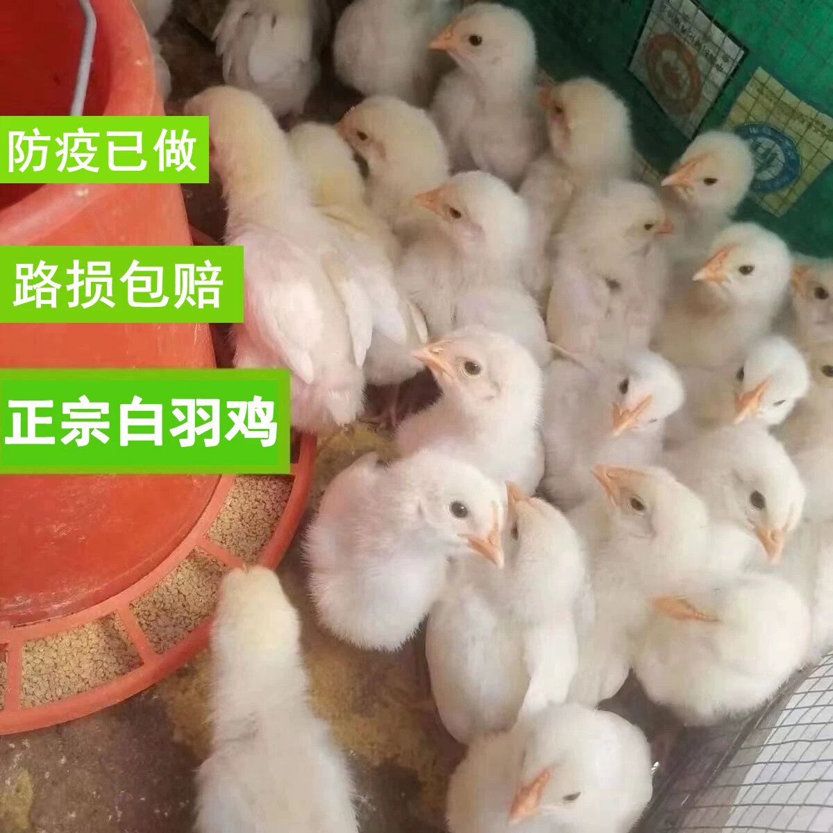正宗白羽鸡出壳小鸡仔土鸡活苗大型肉鸡观赏鸡白来航鸡活体宠物鸡