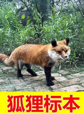 1比1狐狸标本大型狐狸模型黄大仙摆件科教真皮狐狸工艺品定制狐狸