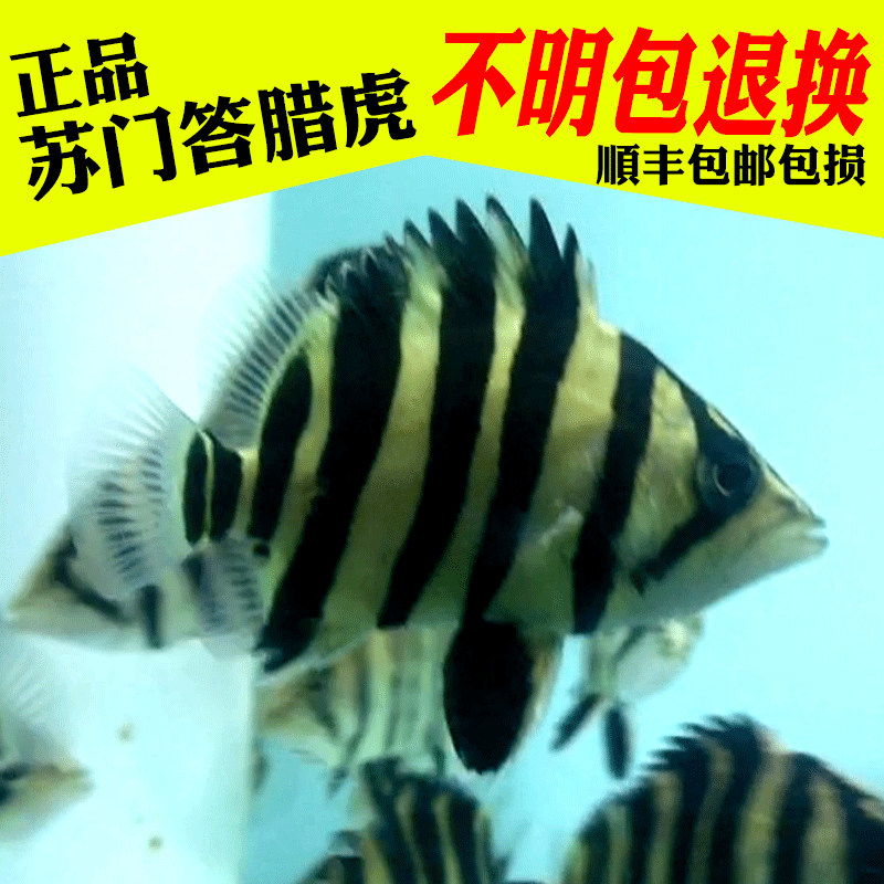 quality goods fidelity The Sumatran tiger Fry Bao Changming living thing Indonesia Tigerin the Pet/Pet food and supplies , Aqua World , Fish  category - from Buy2taobao.com to provide professional Taobao agent buy service