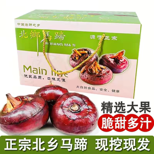 正宗乐昌北乡新鲜马蹄荸荠特大果生吃水果蔬菜广东韶关特产包邮