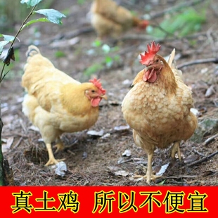 正宗农村散养土鸡老母鸡无为农村家养本鸡生蛋母鸡发顺丰运费自付