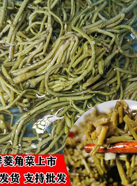 菱角菜水生蔬菜新鲜采摘