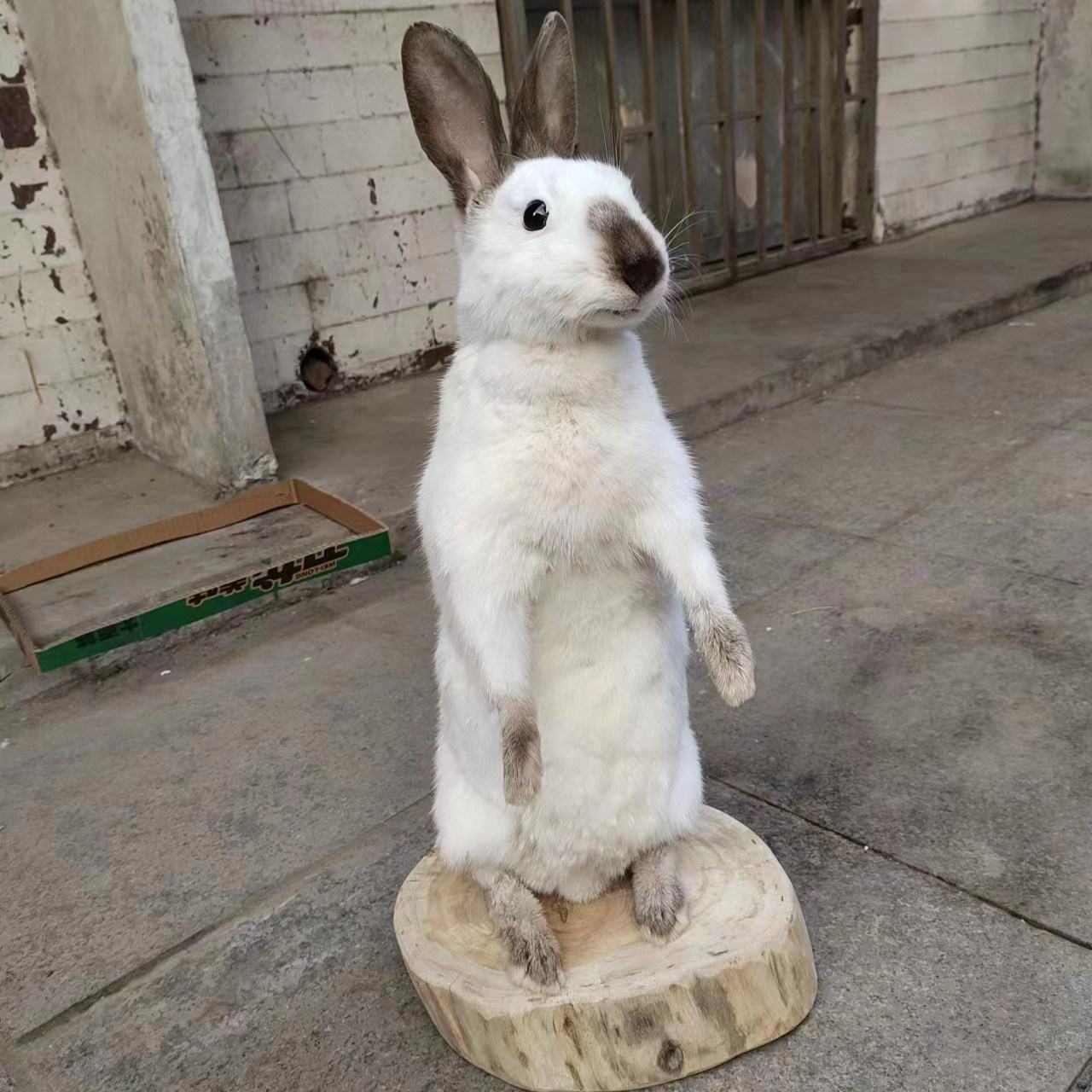 站立兔兔子标本彼得兔华南兔大白兔灰兔长毛兔教学标本剥制定制