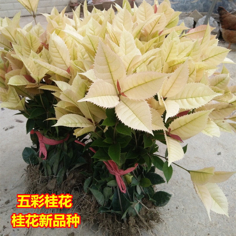 珍珠彩叶桂桂花树苗金桂丹桂彩叶大四季桂小苗桂盆栽树庭院苗地栽
