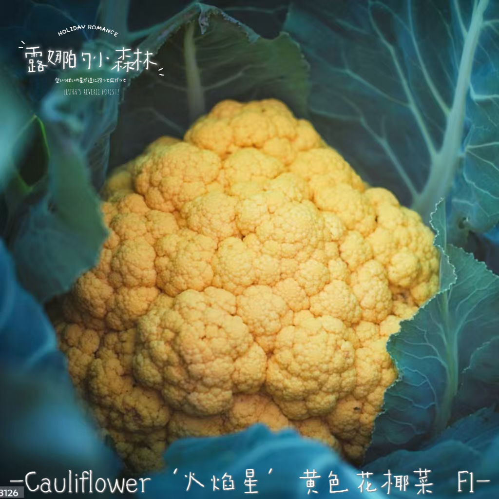 ﹢露娜的小森林﹢火焰星’黃色花椰菜 F1種子 菜花 4粒 菜苗 菜园