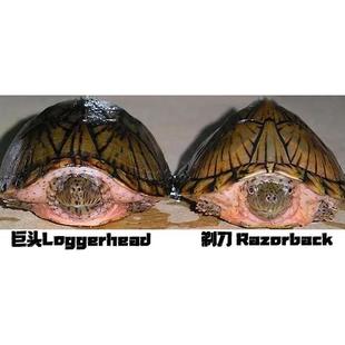 【巨头麝香龟】巨头蛋龟麝香蛋龟深水龟活体龟精品高端蛋龟养殖场