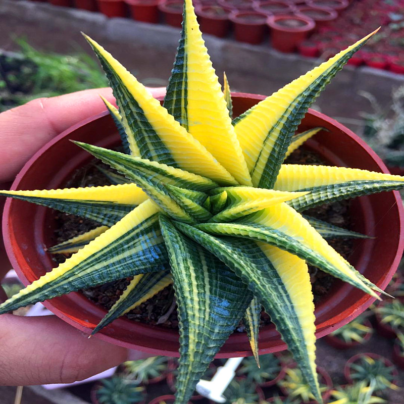 多肉植物阳台庭院防辐射特别好养