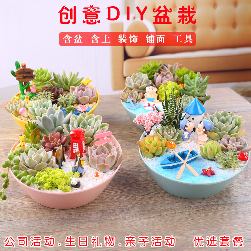 多肉植物组合盆栽拼盘套餐DIY小礼物儿童含盆带土创意微景观包邮