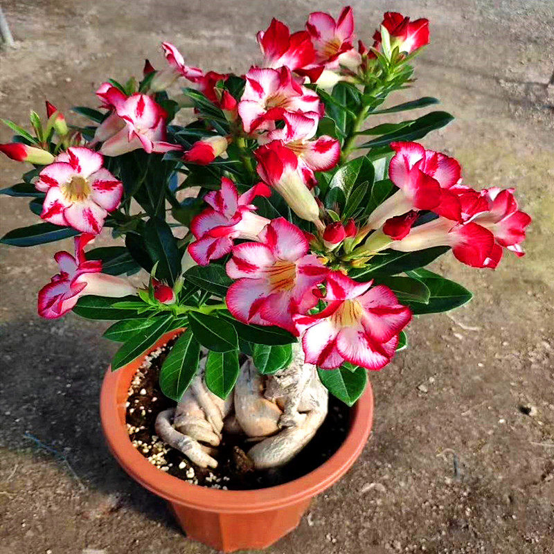 重瓣绿植沙漠玫瑰苗观花防辐射植物当年开花原土发货盆栽花卉包邮