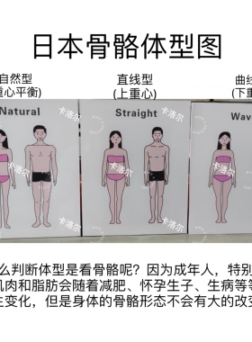 日本骨骼体型图直线型曲线自然工作室展示陈列用