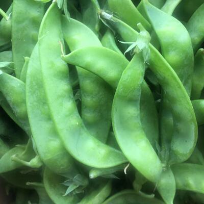 广西直供新鲜老荷兰豆饱满豌豆鼓