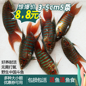 中国斗鱼活鱼普叉尾不换水小型观赏鱼菩萨花手巾好耐养 淡冷水鱼