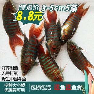 中国斗鱼活鱼普叉尾不换水小型观赏鱼菩萨花手巾好耐养 淡冷水鱼