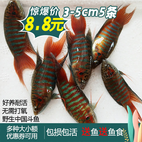 阳江中国斗鱼好养耐活淡水