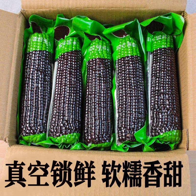 东北黑玉米糯玉米非转基因