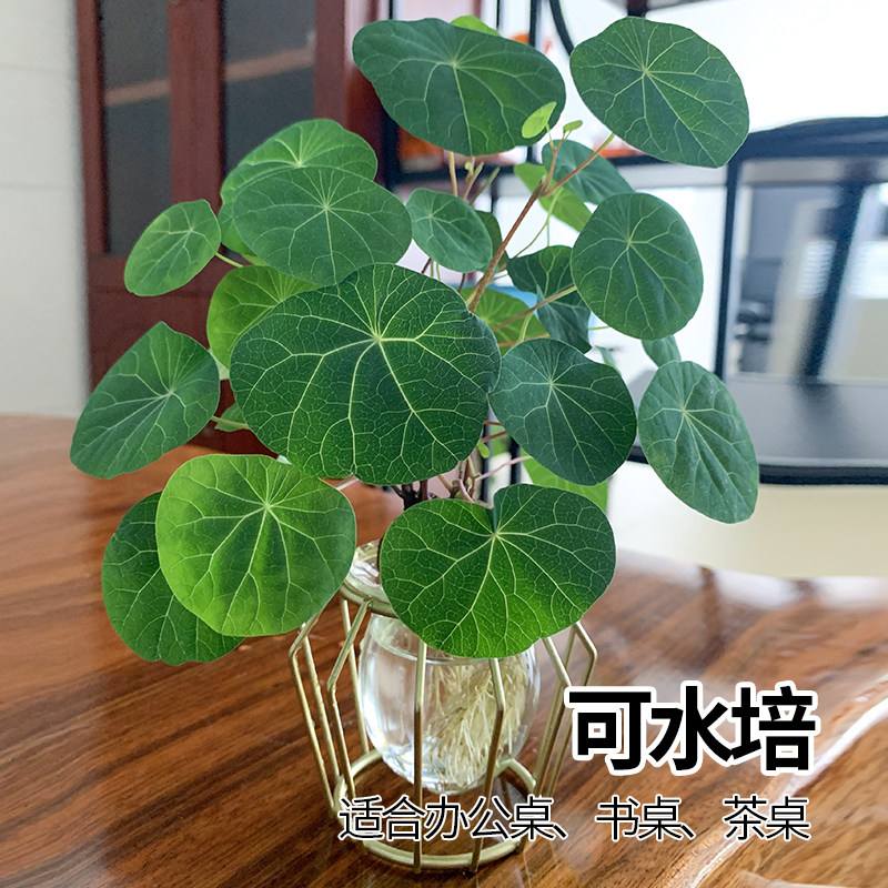 山乌龟金不换植物盆栽圆叶懒人绿植爬藤观叶室内水培盆栽阳台客厅