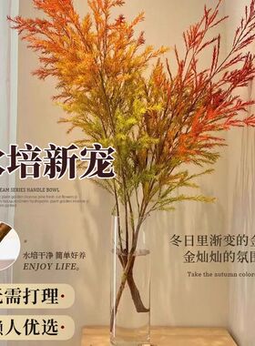 千层黄金香柳鲜切花云南基地鲜花直发室内水培办公室客厅插花干花