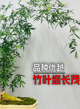 正宗小叶勒竹簕熟桩绿植竹子盆栽月牙弯室内盆景迷你小叶簕竹带芽