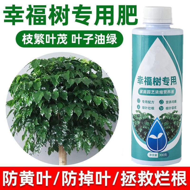 幸福树专用肥料营养液治落叶黄叶黑斑室内盆栽绿植物叶子干枯通用