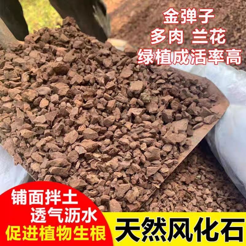 风化土颗粒老桩生桩盆景