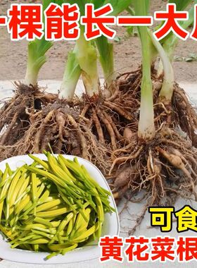 黄花菜根耐寒包活黄花菜根苗四季种植易活高产金针忘忧草当年开花