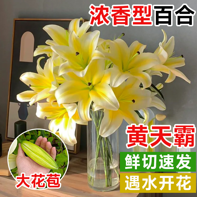 香水百合花多头鲜花花束批发云南昆明基地现采直发水养鲜花真花
