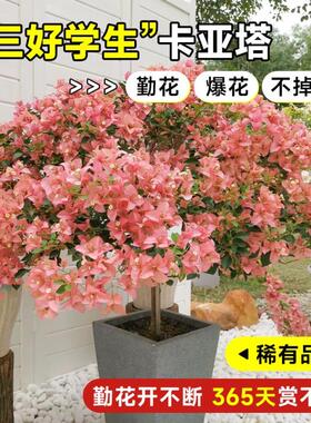 新品卡亚塔三角梅盆栽带花苞室内花卉植物阳台老桩特大苗四季开花