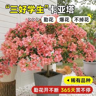新品卡亚塔三角梅盆栽带花苞室内花卉植物阳台老桩特大苗四季开花