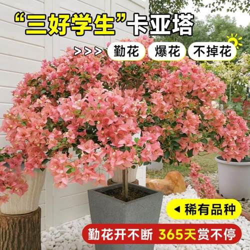 新品卡亚塔三角梅盆栽带花苞室内花卉植物阳台老桩特大苗四季开花