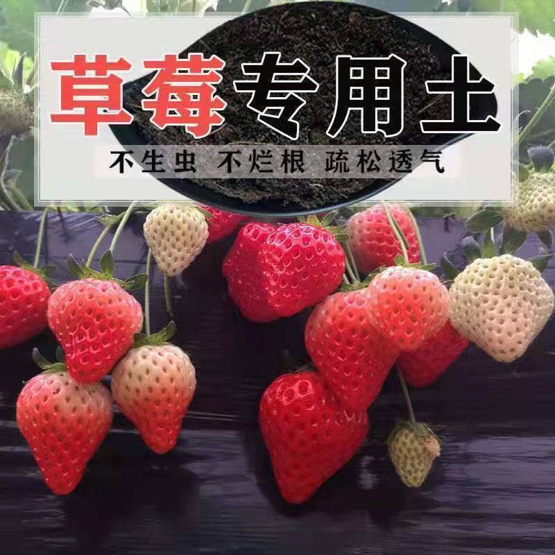草莓专用土盆栽草莓专用土壤有机营养水果土壤四季家庭阳台种植土