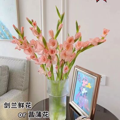 剑兰水培鲜花唐菖蒲广州鲜花基地直发节节高鲜切花家庭室内水养