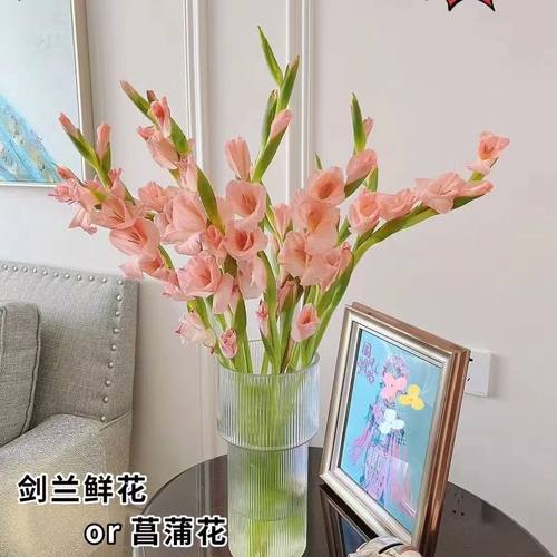 剑兰水培鲜花唐菖蒲广州鲜花基地直发节节高鲜切花家庭室内水养