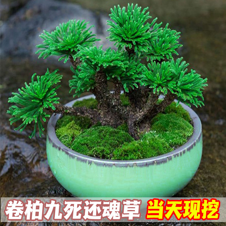 卷柏九死还魂草桌面花卉植物盆景卷柏盆栽假山组合吸水石菖蒲兰花