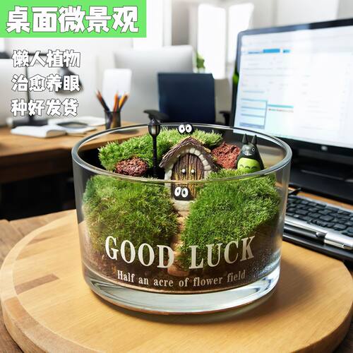 懒人植物桌面绿植私人草坪苔藓微景观摆件办公室微景观成品生态瓶