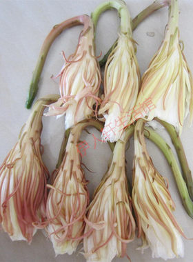 新鲜昙花顺丰发货预售