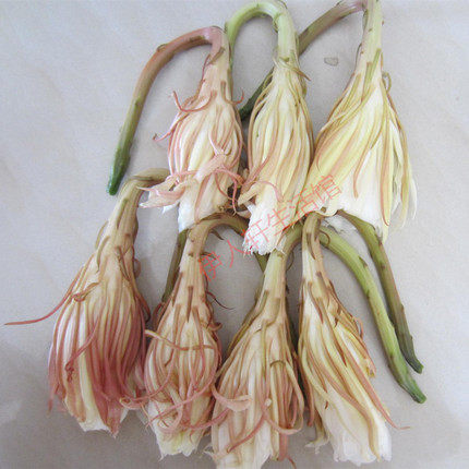 新鲜昙花顺丰发货预售