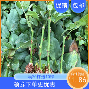 云南基地直发食用法国墨红玫瑰花苗高原红月季 开花 小苗切花四季