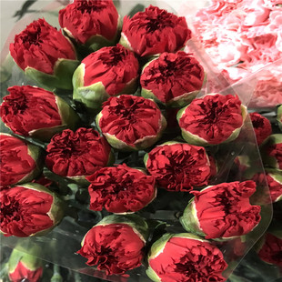 云南鲜切花室内盆栽康乃馨石竹花苗四季 开花多头扦插苗浓香母亲节