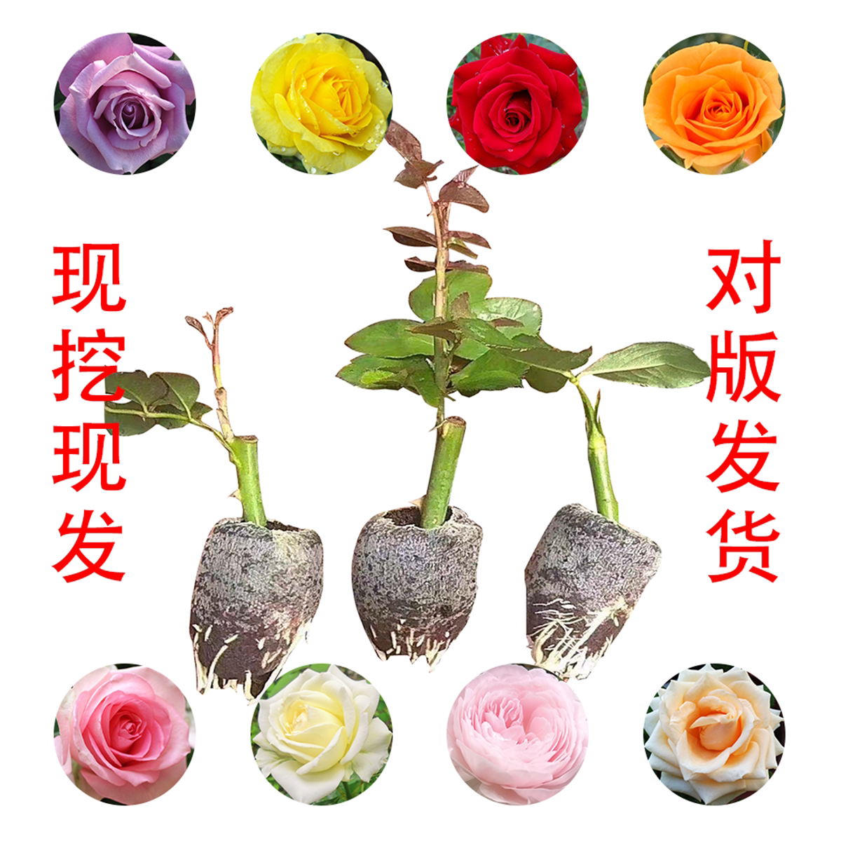 云南玫瑰根系发达月季花苗包邮