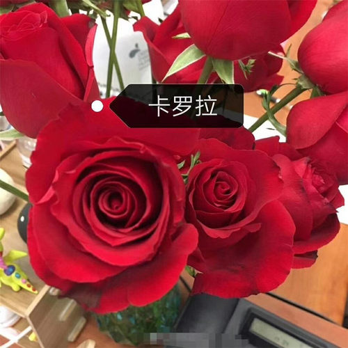 云南扦插苗盆栽大花月季四季开花