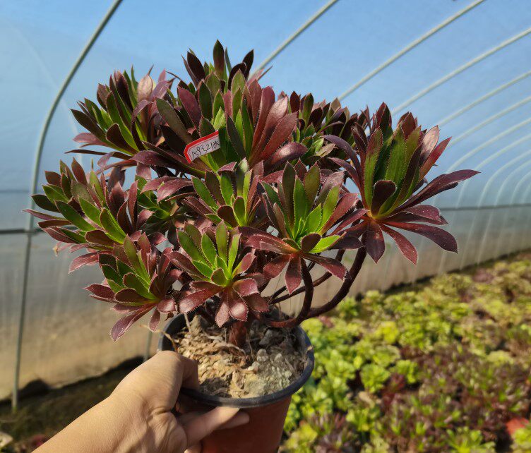 真仙园 火凤凰 红酒法师老桩捧花多肉植物绿植花卉办公室一物一拍