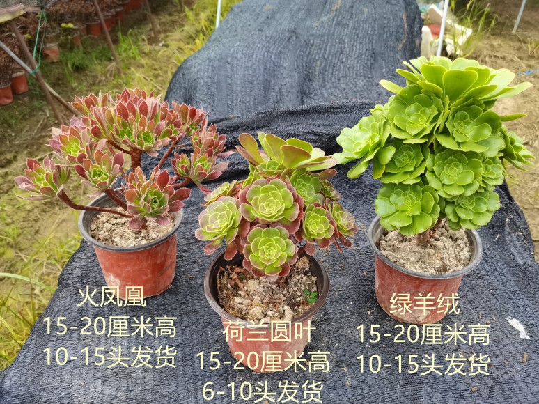 真仙园 多肉植物法师手捧花多头 3棵法师套餐任选包邮 基地直销