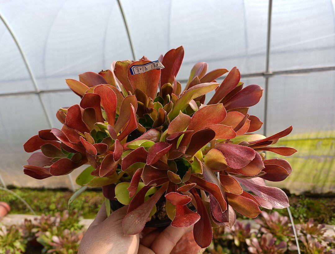真仙园多肉植物韶羞法师多头手捧花一物一拍基地实拍绿植花卉盆栽