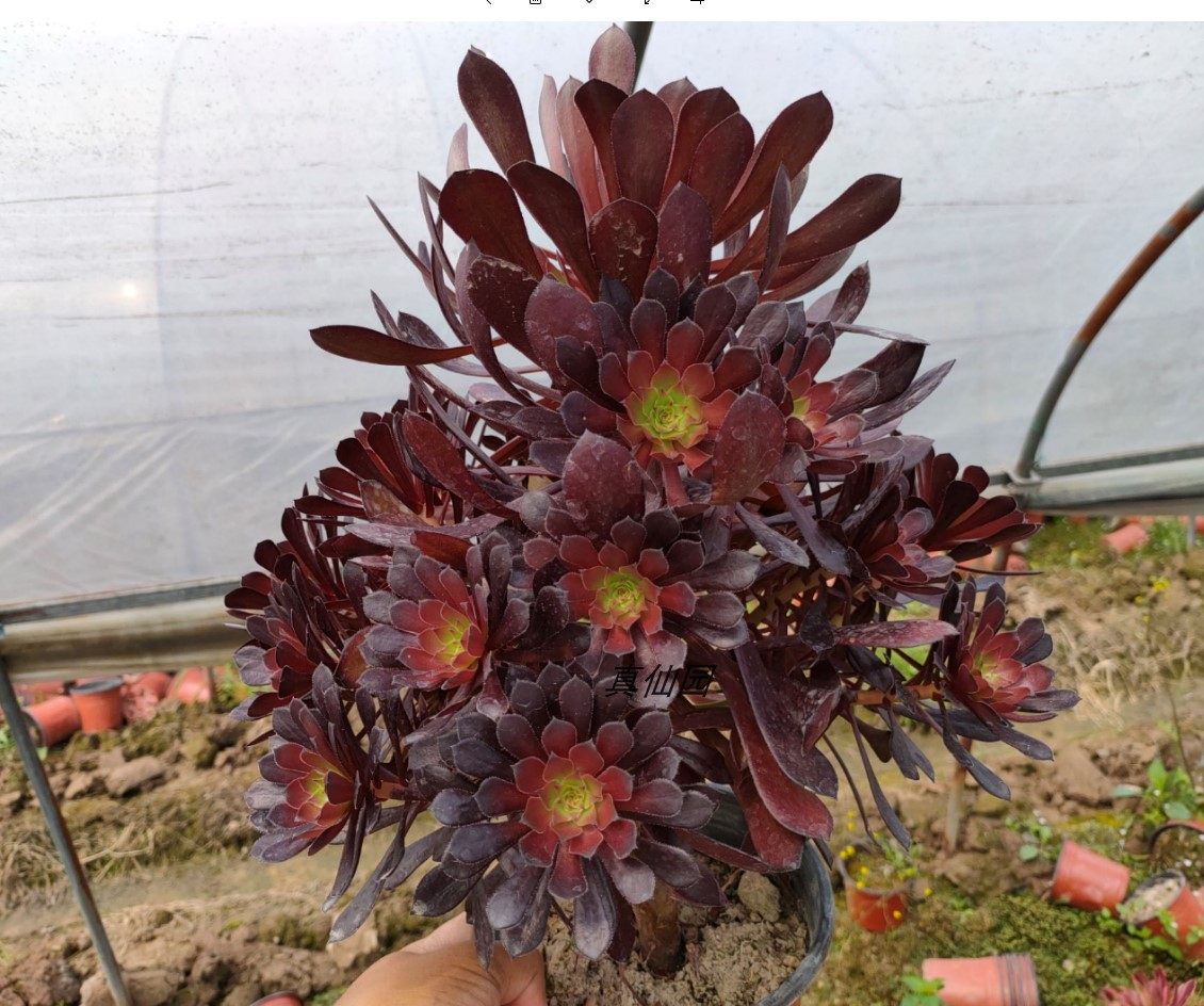 真仙园 法师类 黑铜壶法师 捧花状 多肉植物 多肉 绿植 盆栽 基地