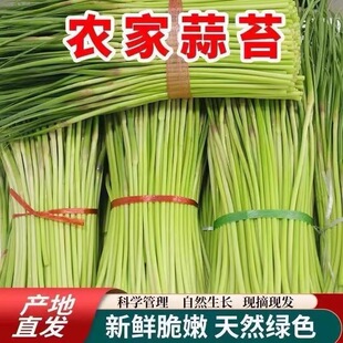 现摘新鲜蒜苔露天脆嫩蒜薹河南农家短蒜台当季蔬菜蒜心长蒜薹5斤