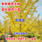 银杏树大树工程道路绿化3 60公分粗银杏树银杏树活苗庭院银杏小苗