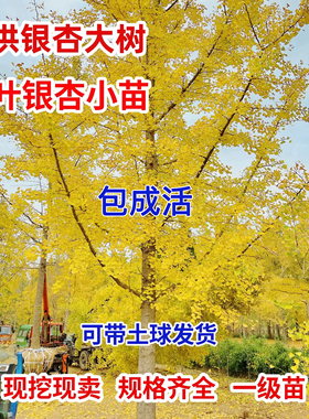 银杏树大树工程道路绿化3-60公分粗银杏树银杏树活苗庭院银杏小苗