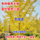 银杏树大树工程道路绿化3 60公分粗银杏树银杏树活苗庭院银杏小苗
