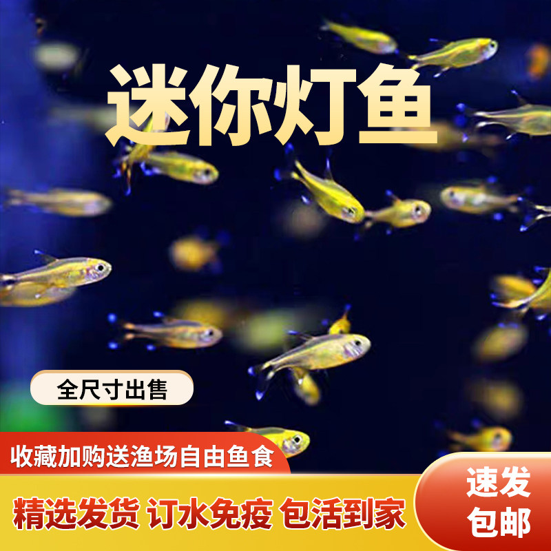 迷你灯鱼金线灯鱼热带观赏鱼活体淡水小型草缸群游灯科鱼新手好养