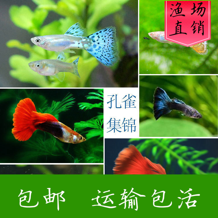 满额包邮热带鱼观赏鱼孔雀鱼集锦红眼小型鱼凤尾鱼红孔雀鱼活体